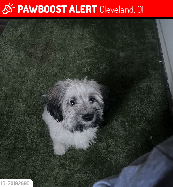 Lost Female Dog last seen E 99th and Miles Ave, Cleveland, OH 44105