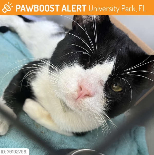 Found/Stray Male Cat last seen Sw 33st and 114 ave, University Park, FL 33165