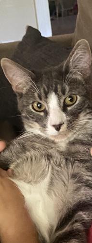 Lost Male Cat last seen Mosquito rd, Placerville, CA 95667