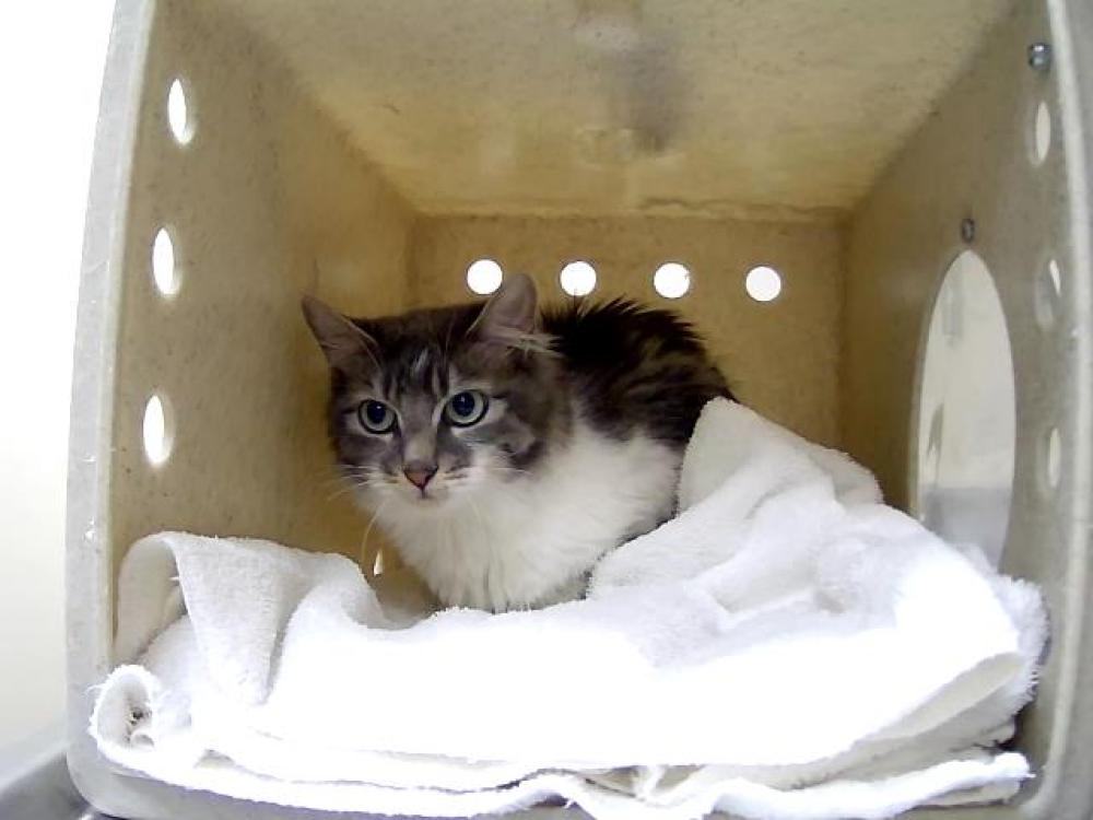 Shelter Stray Female Cat last seen Near BLOCK SHARLANDS AVE, RENO NV 89523, Reno, NV 89502