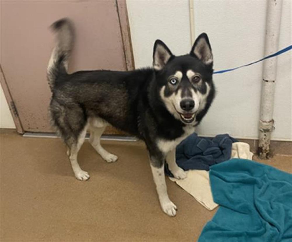 Shelter Stray Male Dog last seen RUUS RD, Hayward, CA 94544