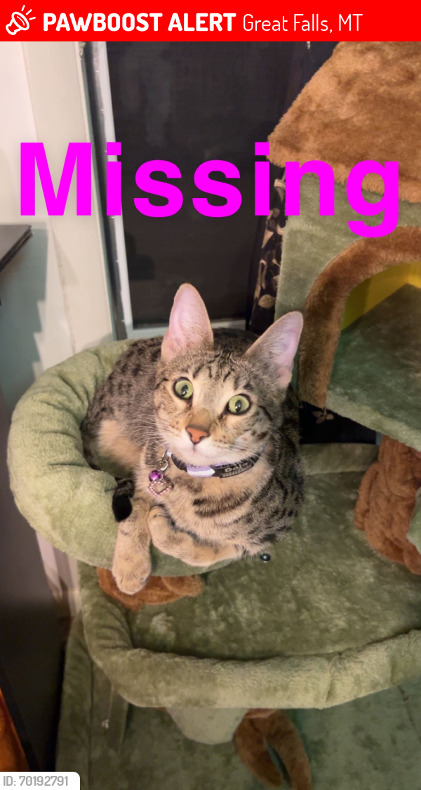 Lost Female Cat last seen Longfellow elementary , Great Falls, MT 59405