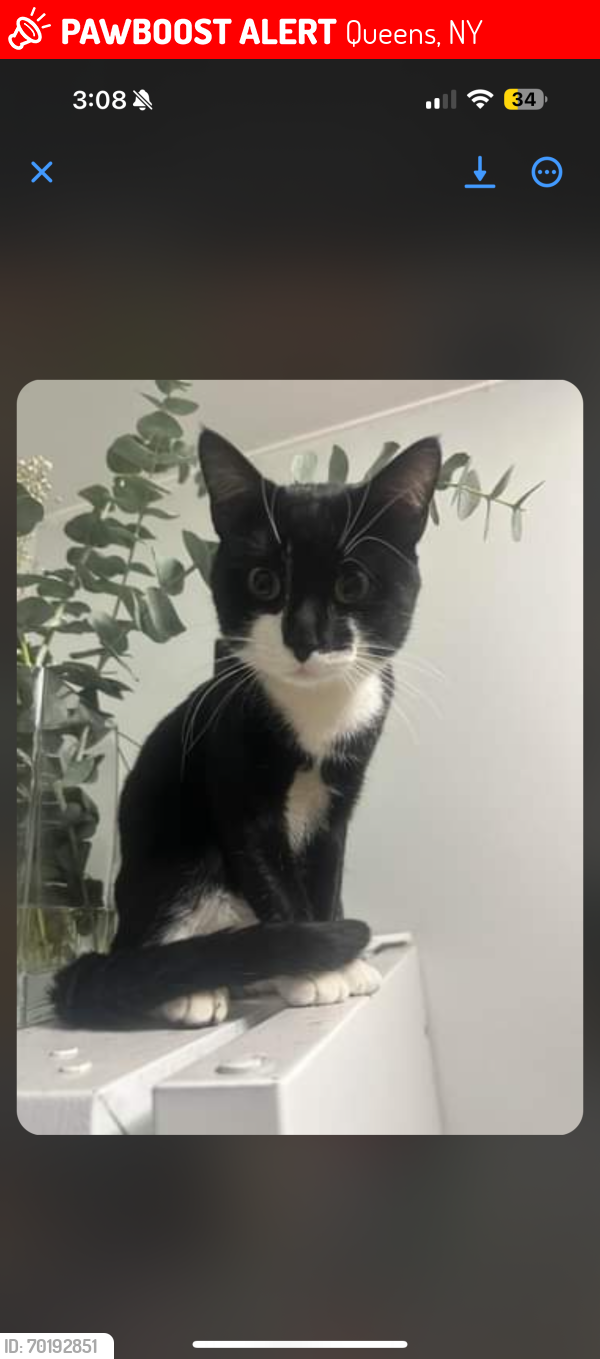 Lost Male Cat last seen 61-52 Madison st, Queens, NY 11385