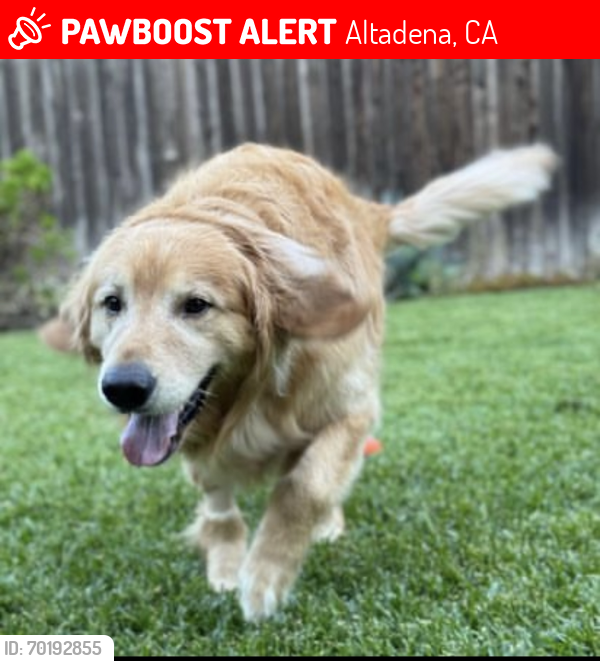 Lost Male Dog last seen Mount Lowe Railway Loop , Altadena, CA 91001