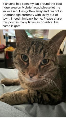 Lost Male Cat last seen Near block of McBrien Rd Eastridge, TN, East Ridge, TN 37412