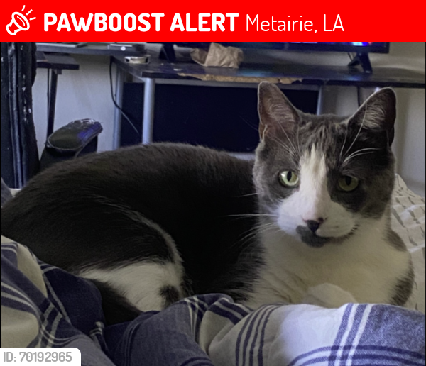 Lost Male Cat last seen Clearview and West Napoleon , Metairie, LA 70001