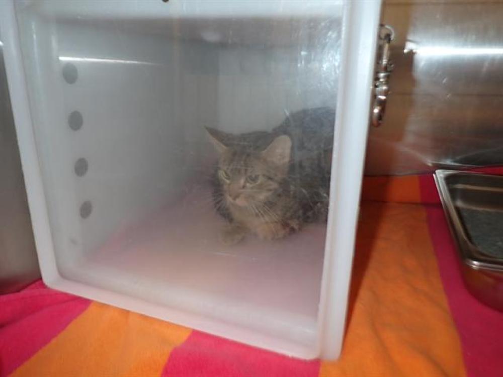 Shelter Stray Female Cat last seen ST CHARLES CO, St. Peters, MO 63376