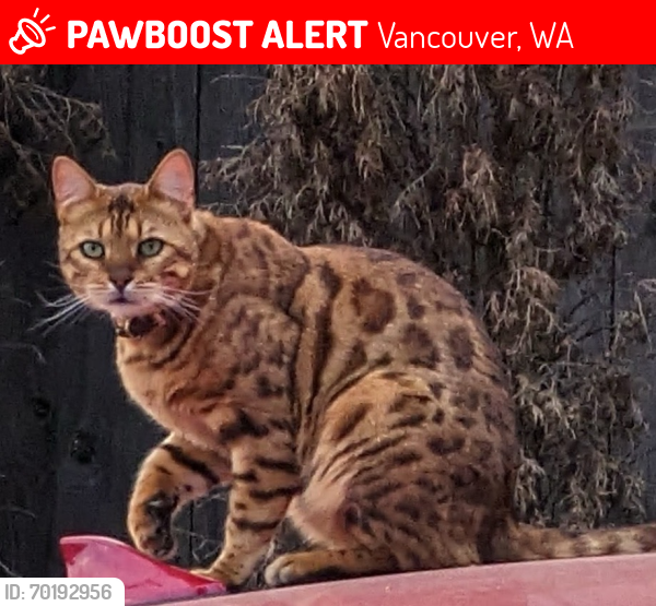 Lost Male Cat last seen 119th and Riveridge dr, Vancouver, WA 98683