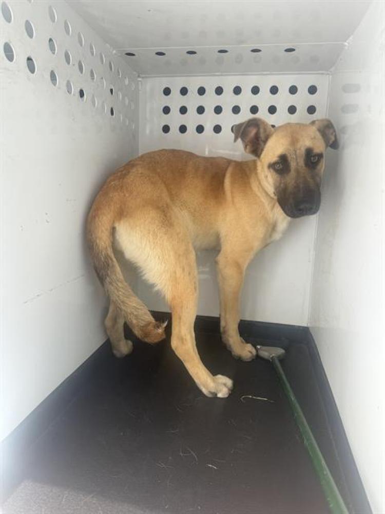 Shelter Stray Female Dog last seen Near BLK BRUNDAGE LN, BAKERSFIELD,CA, Bakersfield, CA 93307