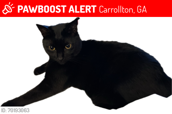 Lost Male Cat last seen W White St, Stewart St, Cherry St, Carrollton, GA 30117
