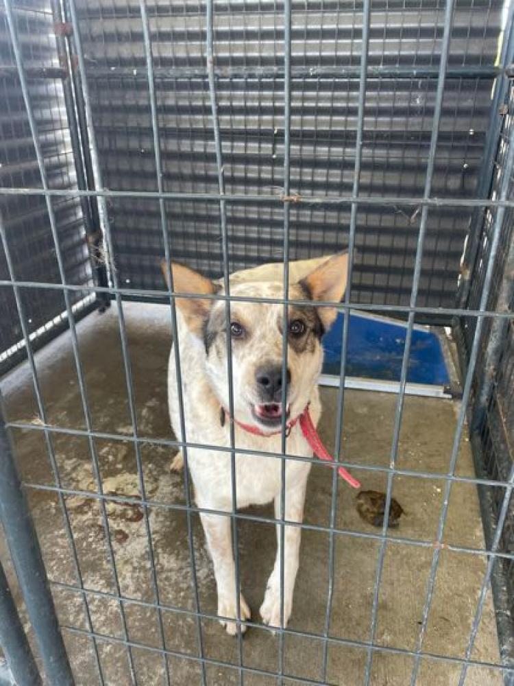 Shelter Stray Female Dog last seen Near PORT HUDSON PRIDE, 70777, LA, Baton Rouge, LA 70820