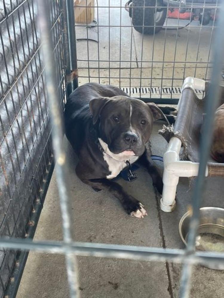 Shelter Stray Male Dog last seen Near S HARRELLS FERRY RD, 70816, LA, Baton Rouge, LA 70820