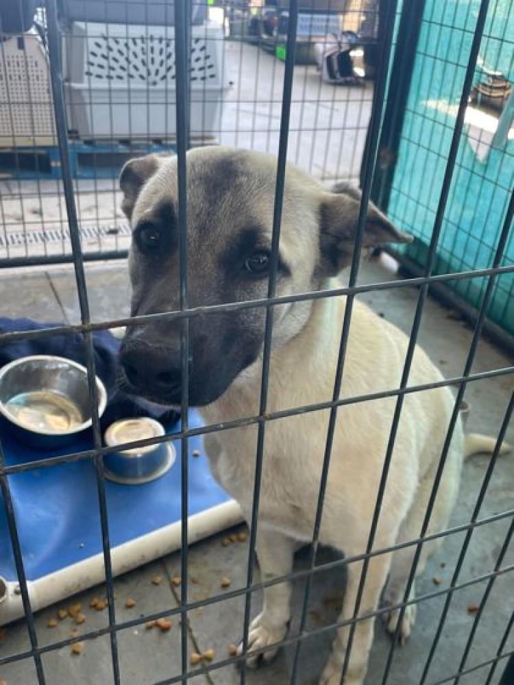 Shelter Stray Male Dog last seen Near N OLD SETTLEMENT, 70791, LA, Baton Rouge, LA 70820