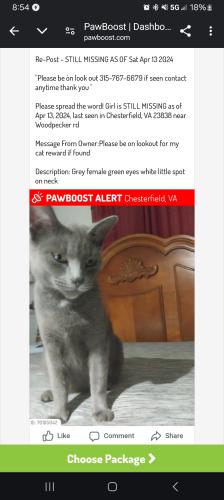 Lost Female Cat last seen Woodpecker rd, Chesterfield, VA 23838