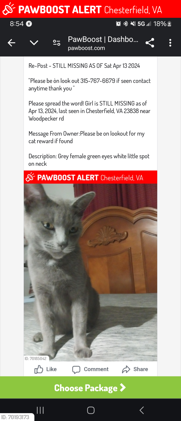Lost Female Cat last seen Woodpecker rd, Chesterfield, VA 23838