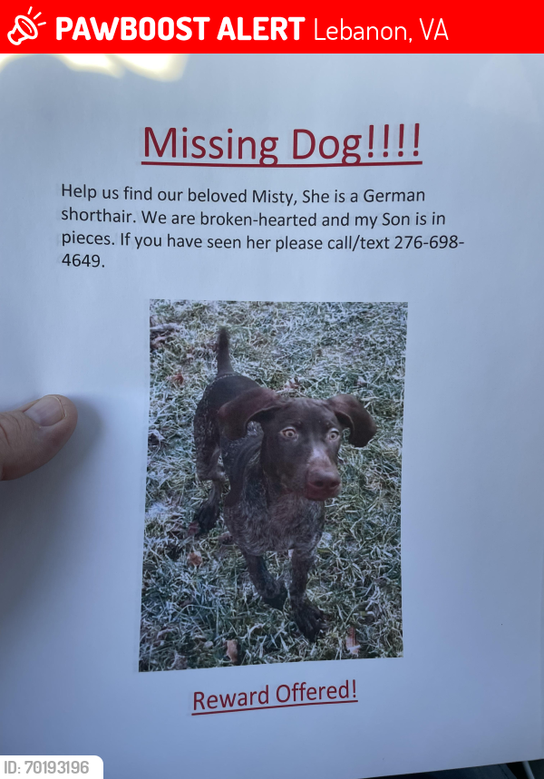 Lost Female Dog last seen US Hwy 19 Lebanon VA , Lebanon, VA 24266