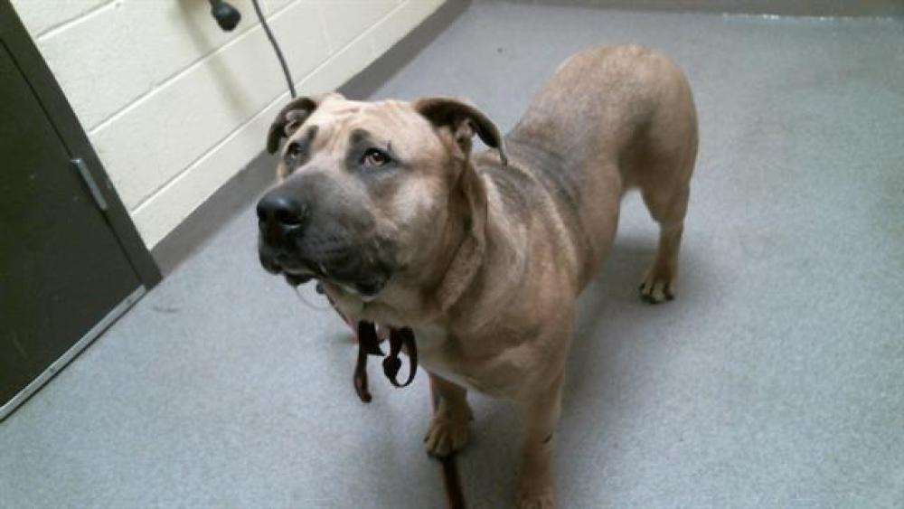 Shelter Stray Male Dog last seen Near BLOCK N CLAYTON ST, DENVER CO 80216, Denver, CO 80223