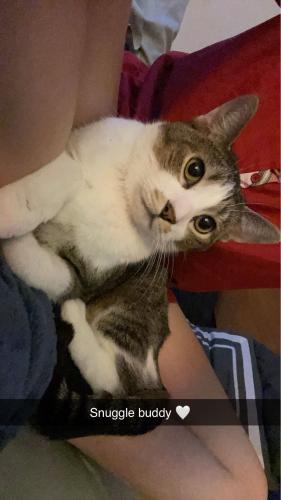 Lost Male Cat last seen Close to food city, Signal Mountain, TN 37377