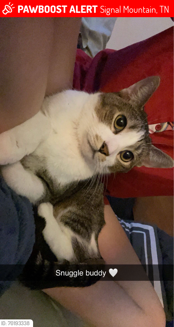 Lost Male Cat last seen Close to food city, Signal Mountain, TN 37377