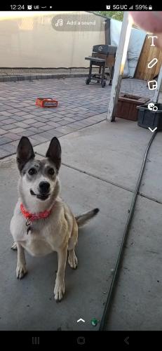 Lost Female Dog last seen Mesa az, Mesa, AZ 85209