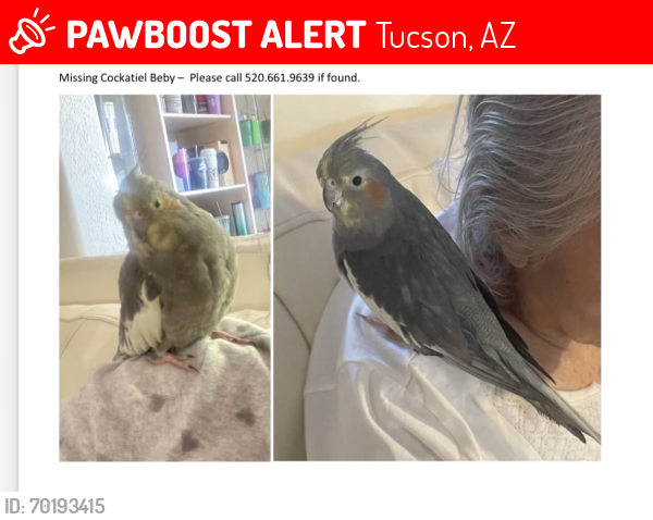 Lost Female Bird last seen Wilmot and Stella , Tucson, AZ 85730