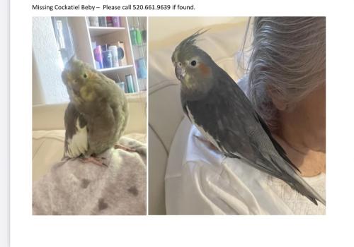 Lost Female Bird last seen Wilmot and Stella , Tucson, AZ 85730