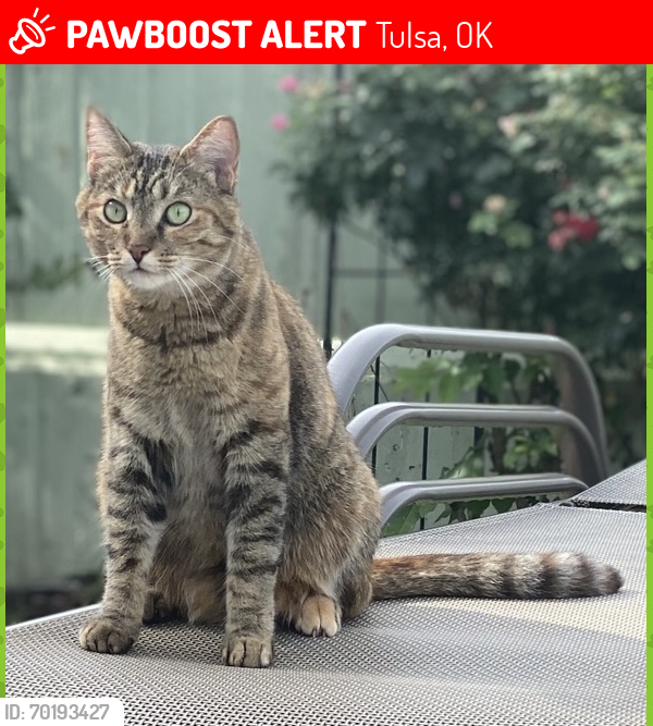 Lost Female Cat last seen 71st and Harvard- Vienna Woods neighborhood , Tulsa, OK 74136