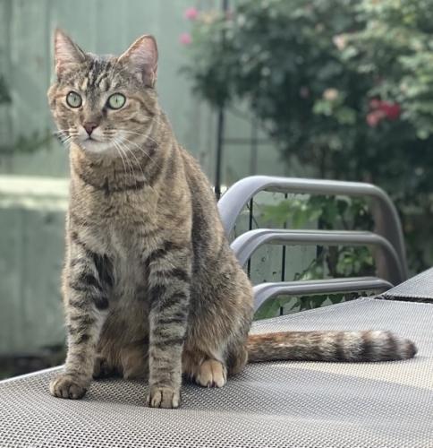 Lost Female Cat last seen 71st and Harvard- Vienna Woods neighborhood , Tulsa, OK 74136
