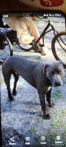 Lost Male Dog last seen Pine ridge Street off of homosassa trail, Homosassa, FL 34448