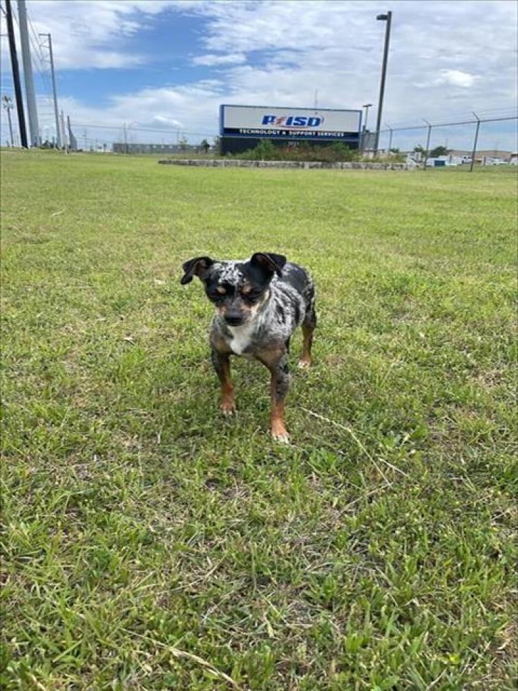 Shelter Stray Female Dog last seen LAZY RIDGE DR AND CRYSTAL BEND, Austin, TX 78702