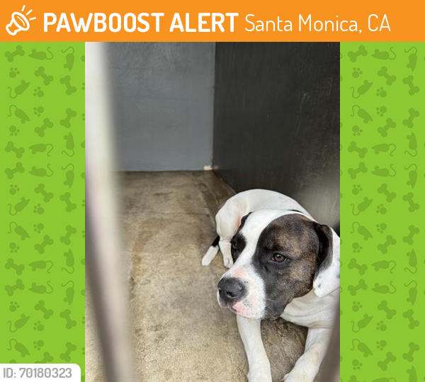 Shelter Stray Female Dog last seen , Santa Monica, CA 90404