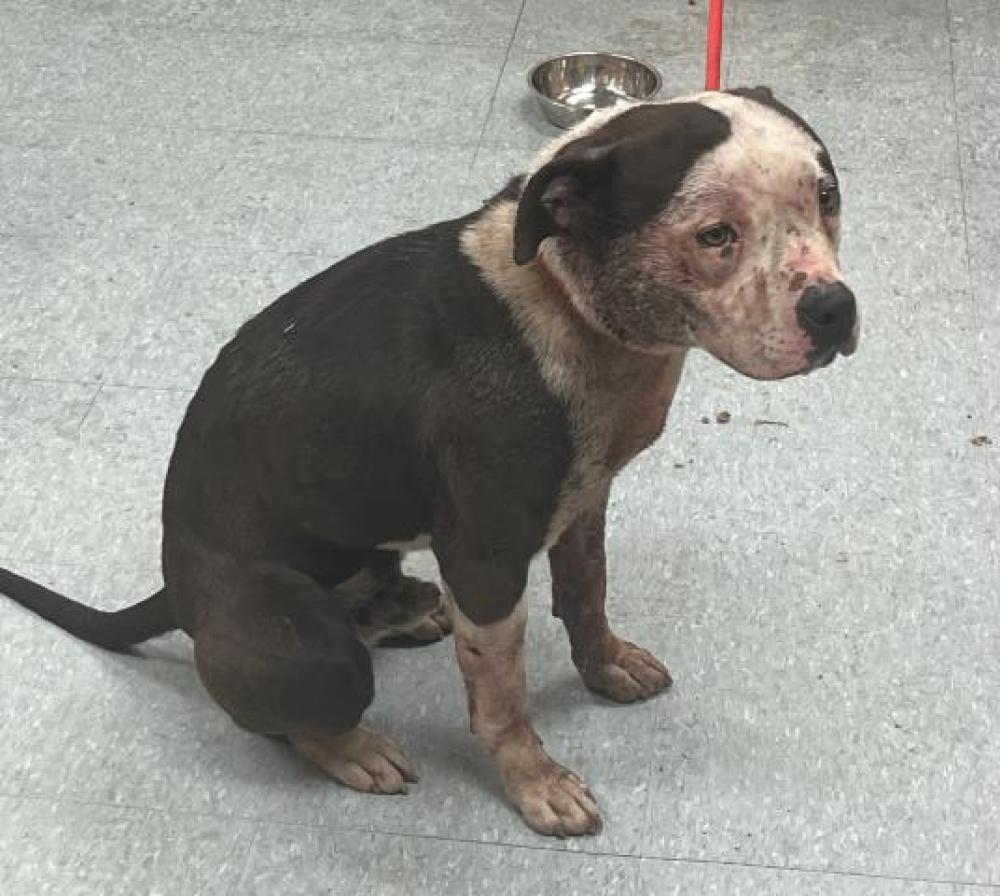 Shelter Stray Male Dog last seen CRANE ST/MOFFAT AVE, DETROIT, MI 48213, Detroit, MI 48211