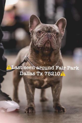 Lost Male Dog last seen Hamilton and Lawhon Street , Dallas, TX 75210