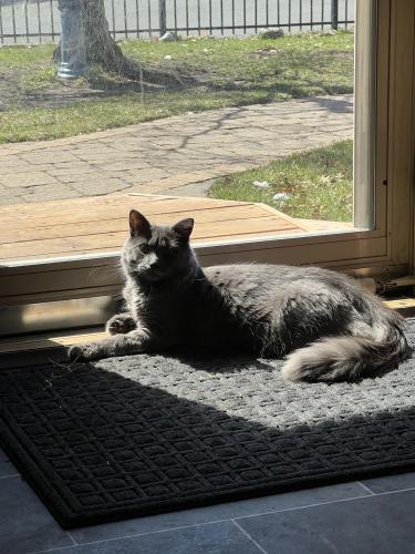 Lost Male Cat last seen Blaine , Inver Grove Heights, MN 55076
