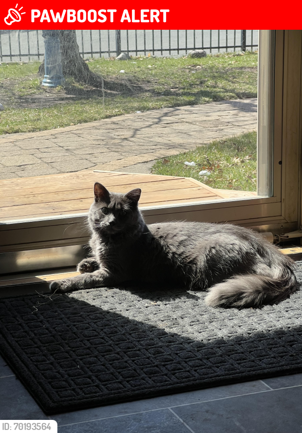 Lost Male Cat last seen Blaine , Inver Grove Heights, MN 55076