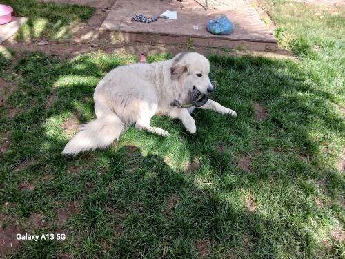 Lost Male Dog last seen Wesr and bardsley, Tulare, CA 93274