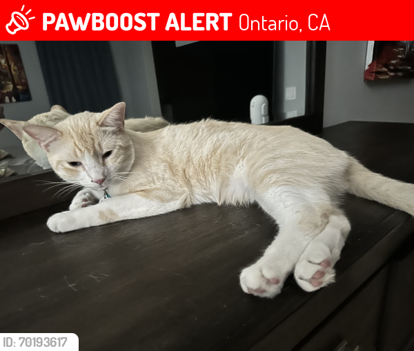 Lost Male Cat last seen Turner and Ontario ranch pkwy, Ontario, CA 91762