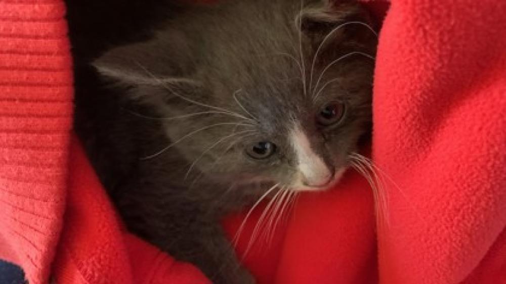 Shelter Stray Male Cat last seen Alexandria, VA, 22309, San Leandro Pl, Fairfax County, VA, Fairfax, VA 22032