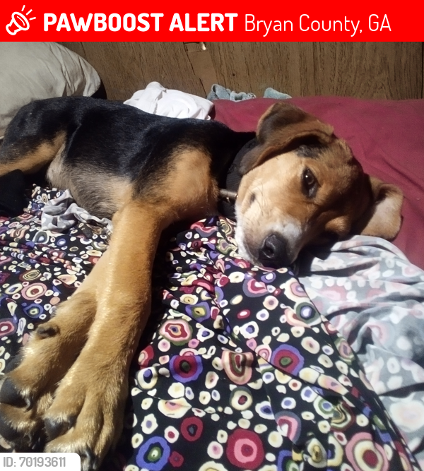 Lost Female Dog last seen Near Daniel's Siding Loop road Richmond Hill GA, Bryan County, GA 31324