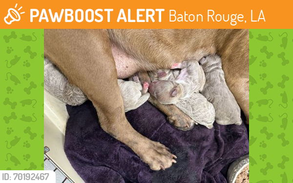 Shelter Stray Female Dog last seen Born In Care, 70820, , Baton Rouge, LA 70820