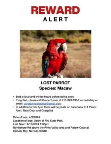Lost Female Bird last seen Lake Mead, Valley of Fire, Moapa Valley, NV 89040