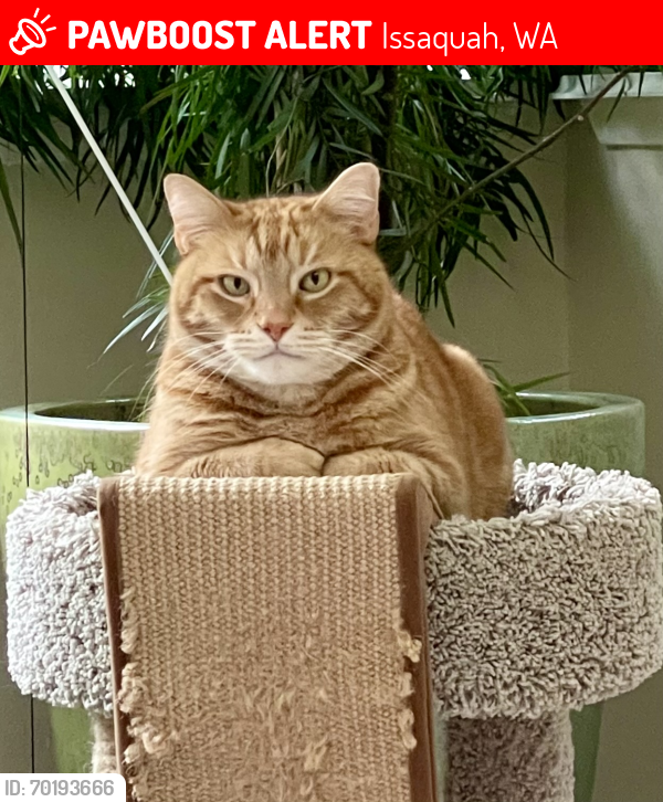 Lost Male Cat last seen SE 154th St and 260 Ave SE , Issaquah, WA 98027