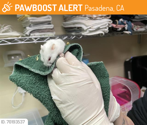 Shelter Stray Female Other last seen Near BLOCK W CYPRESS AVE, Pasadena, CA 91105