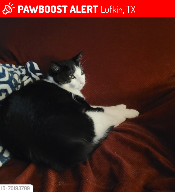 Lost Male Cat last seen Parkway Plaza , Lufkin, TX 75904