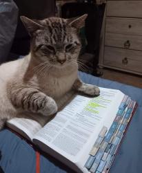 Lost Male Cat last seen Armstrong, Sears, Scullin, Woodard, Denison, TX 75020