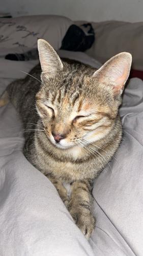 Lost Female Cat last seen TownePlace Suites, Cary, NC 27513