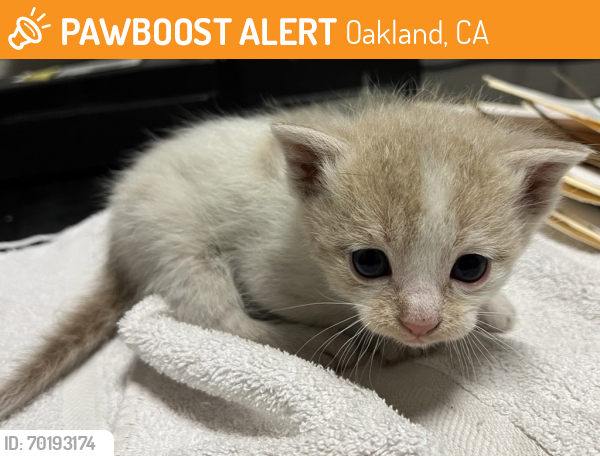 Shelter Stray Male Cat last seen Haas Avenue, SAN LEANDRO, CA, 94577, Oakland, CA 94621