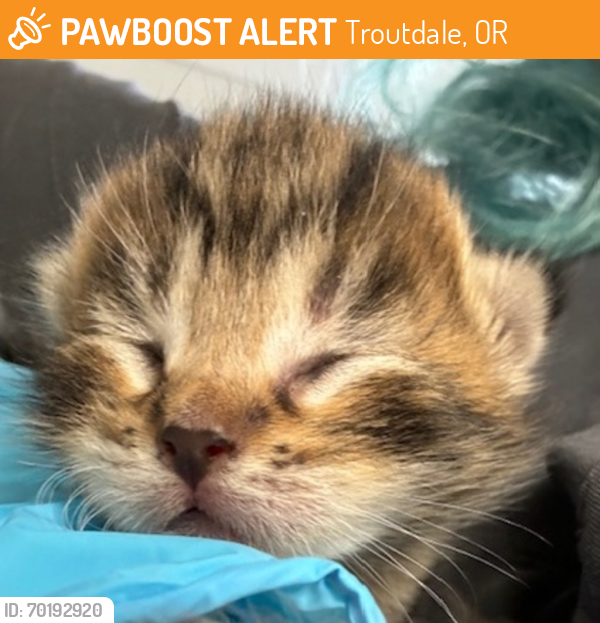 Shelter Stray Male Cat last seen Powell Butte Park, OR, Troutdale, OR 97060