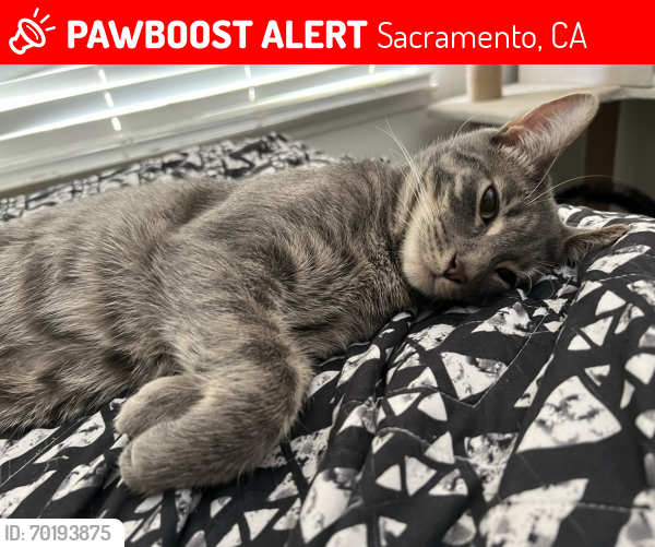 Lost Male Cat last seen Whitney ave , Sacramento, CA 95821
