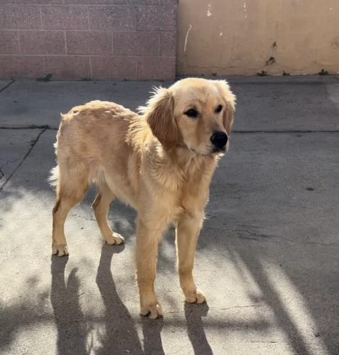 Lost Female Dog last seen 120th st & success st, Los Angeles, CA 90059